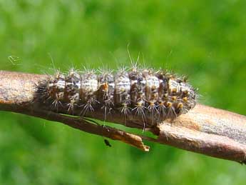  Chenille de Nola cucullatella L. - ©Brigitte Seys