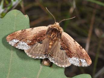 Ptilodon cucullina D. & S. adulte - Philippe Mothiron