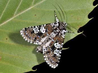 Lamprosticta culta D. & S. adulte - Philippe Mothiron