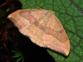 Watsonalla cultraria F. adulte - Philippe Mothiron