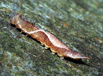  Chenille de Watsonalla cultraria F. - ©Franois Spill