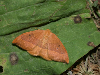 Watsonalla cultraria F. adulte - ©Philippe Mothiron