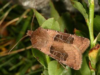 Chersotis cuprea D. & S. adulte - ©Daniel Morel