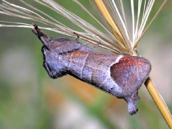 Clostera curtula L. adulte - Michel Rauch