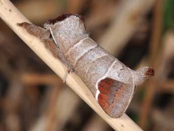 Clostera curtula L. adulte - ©Philippe Mothiron