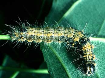  Chenille de Clostera curtula L. - ©Philippe Mothiron