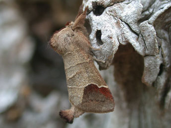 Clostera curtula L. adulte - Philippe Mothiron