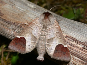 Clostera curtula L. adulte - ©Philippe Mothiron