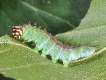  Chenille de Drepana curvatula Bkh. - ©Philippe Mothiron