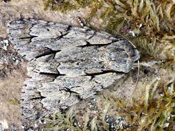 Acronicta cuspis Hb. adulte - ©Daniel Morel