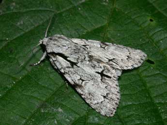 Acronicta cuspis Hb. adulte - Philippe Mothiron