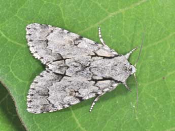 Acronicta cuspis Hb. adulte - ©Philippe Mothiron