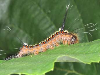  Chenille de Acronicta cuspis Hb. - ©Philippe Mothiron