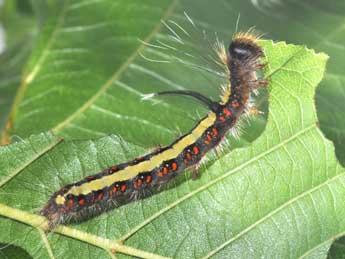  Chenille de Acronicta cuspis Hb. - ©Philippe Mothiron