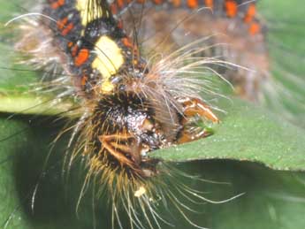  Chenille de Acronicta cuspis Hb. - ©Philippe Mothiron