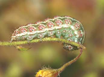  Chenille de Omia cyclopea Grasl. - Grgory Guicherd