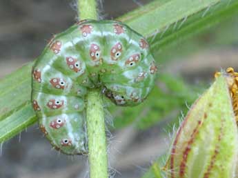  Chenille de Omia cyclopea Grasl. - Daniel Morel