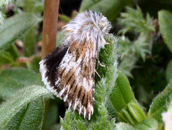 Omia cymbalariae Hb. adulte - ©Daniel Morel