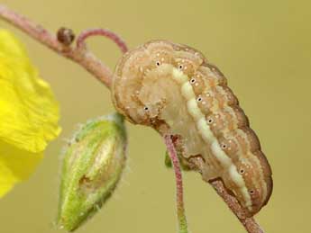  Chenille de Omia cymbalariae Hb. - David Demerges