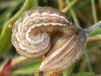  Chenille de Omia cymbalariae Hb. - ©Daniel Morel