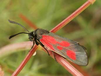 Zygaena cynarae Esp. adulte - Daniel Morel