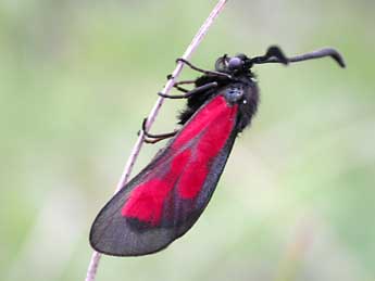 Zygaena cynarae Esp. adulte - Eric Drouet- GIRAZ