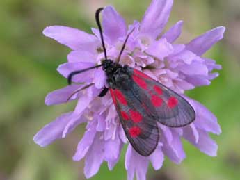 Zygaena cynarae Esp. adulte - Eric Drouet- GIRAZ