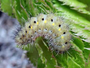  Chenille de Zygaena cynarae Esp. - Daniel Morel