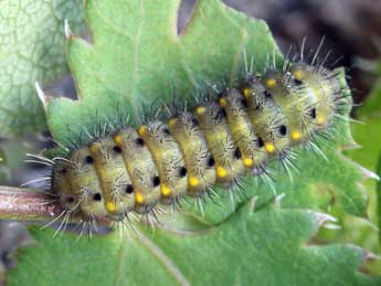  Chenille de Zygaena cynarae Esp. - Daniel Morel