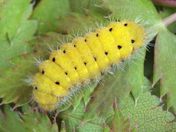  Chenille de Zygaena cynarae Esp. - Daniel Morel