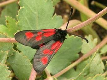 Zygaena cynarae Esp. adulte - ©Daniel Morel