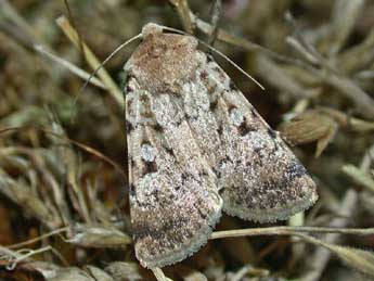 Chersotis margaritacea cyrnea Spl. adulte - Herv Guyot