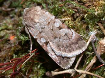 Chersotis margaritacea cyrnea Spl. adulte - ©Philippe Mothiron