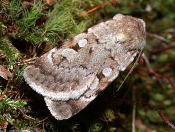 Chersotis margaritacea cyrnea Spl. adulte - ©Philippe Mothiron