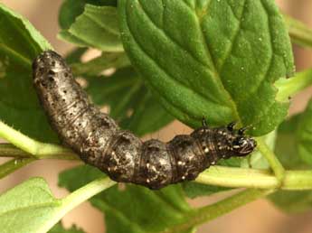  Chenille de Thysanoplusia daubei Bsdv. - Daniel Morel