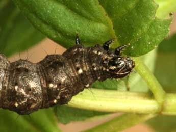  Chenille de Thysanoplusia daubei Bsdv. - Daniel Morel