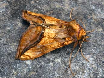 Panchrysia aurea Hb. adulte - Daniel Morel