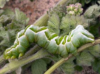  Chenille de Panchrysia aurea Hb. - ©Daniel Morel