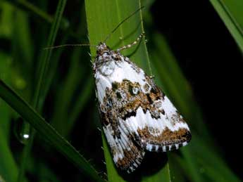 Deltote deceptoria Scop. adulte - Franois Spill