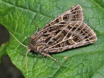 Tholera decimalis Poda adulte - ©Philippe Mothiron