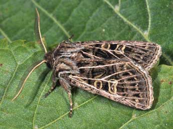 Tholera decimalis Poda adulte - ©Philippe Mothiron