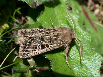 Tholera decimalis Poda adulte - ©Philippe Mothiron