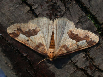 Erannis defoliaria Cl. adulte - ©Philippe Mothiron