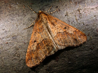 Erannis defoliaria Cl. adulte - ©Philippe Mothiron