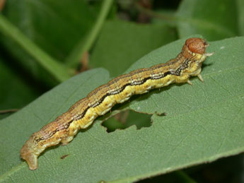  Chenille de Erannis defoliaria Cl. - Philippe Mothiron