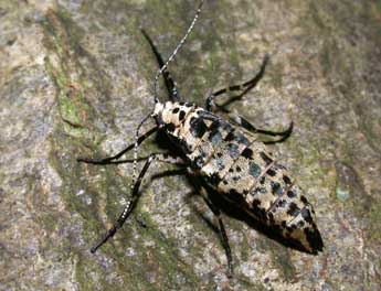 Erannis defoliaria Cl. adulte - Philippe Mothiron