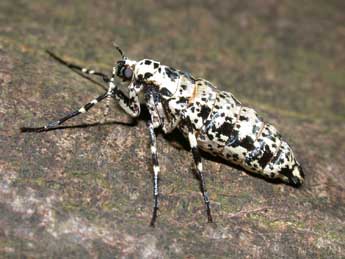 Erannis defoliaria Cl. adulte - Philippe Mothiron