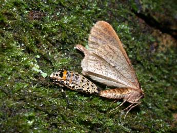 Erannis defoliaria Cl. adulte - ©Philippe Mothiron