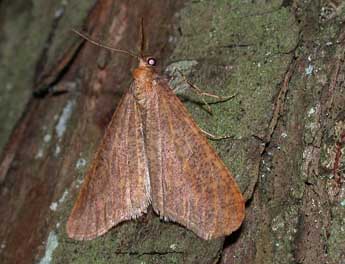 Erannis defoliaria Cl. adulte - ©Philippe Mothiron