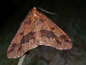 Erannis defoliaria Cl. adulte - ©Philippe Mothiron